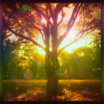 Magical Rainbow Oak Tree, Australia, Orbs, Dreamy, Sun, Light